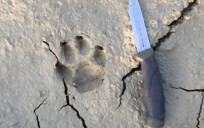 Nel safari in Umbria si studia anche animal tracking